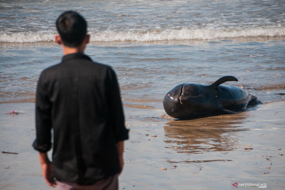 Seekor paus mati terdampar di Pantai Cemara