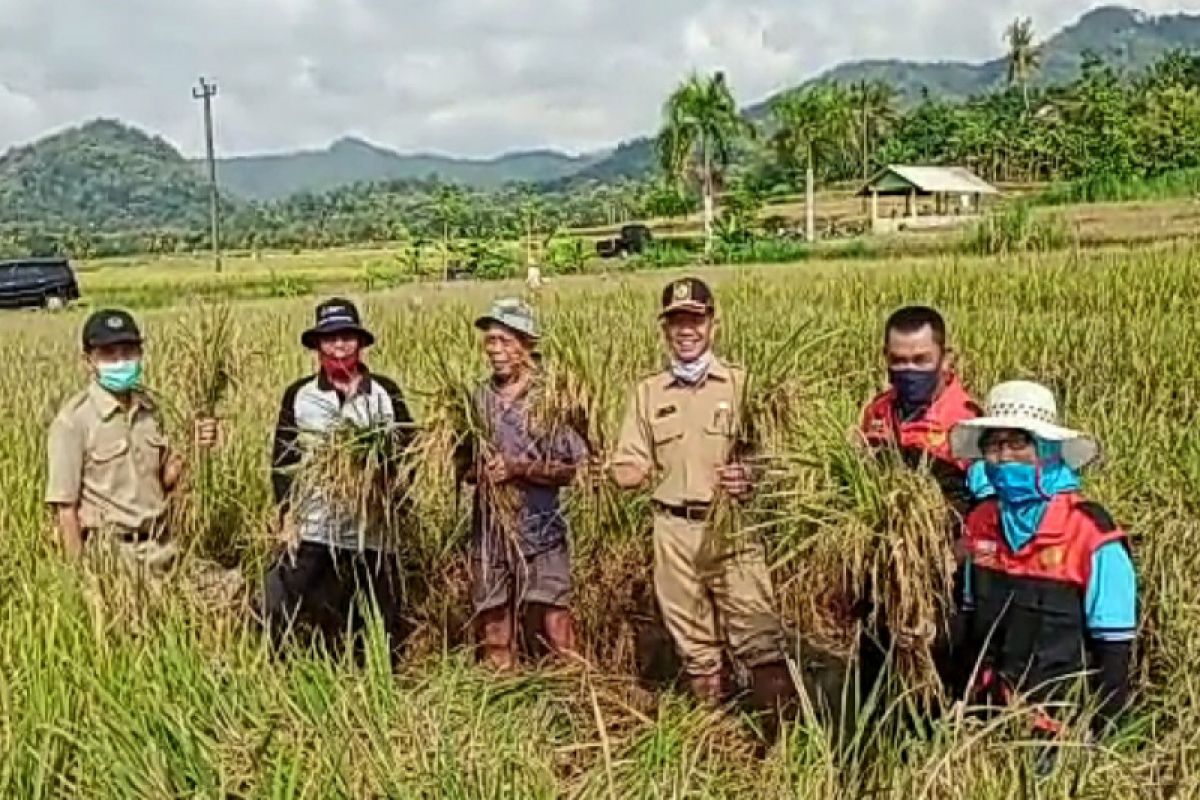 Kulon Progo mengembangkan varietas Inpari IR Nutri Zinc seluas 12 hektare