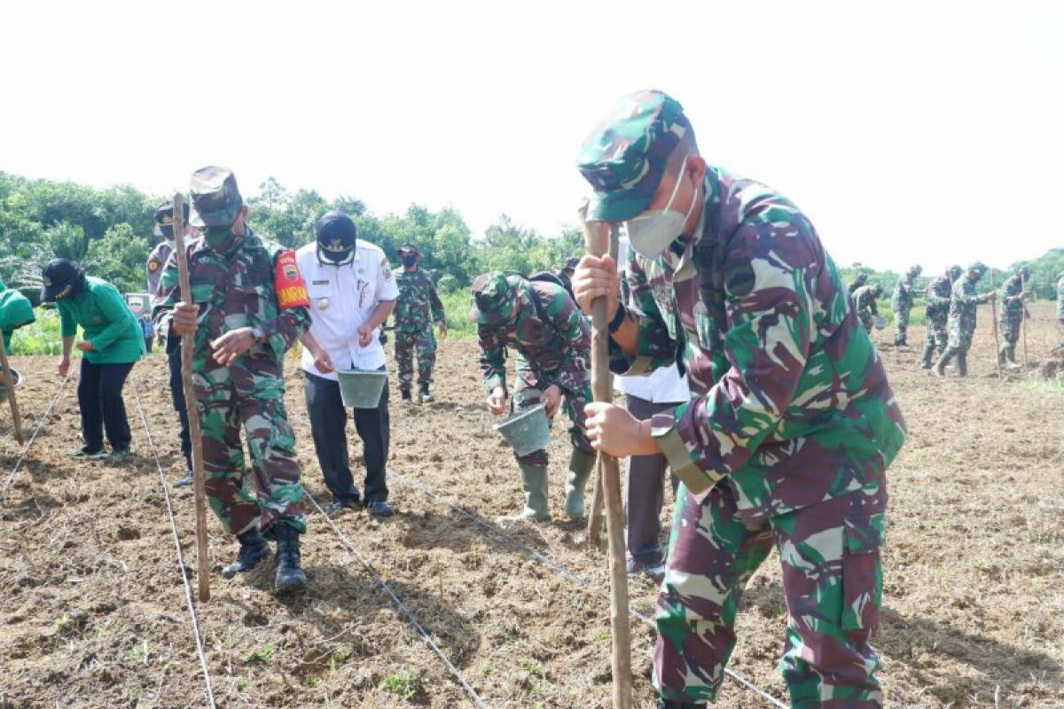 Antisipasi kelangkaan pangan akibat COVID-19, Kodim tanam jagung 7 hektare