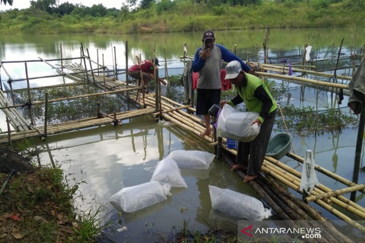 Indocement memberdayakan masyarakat budidayakan ikan di bekas galian