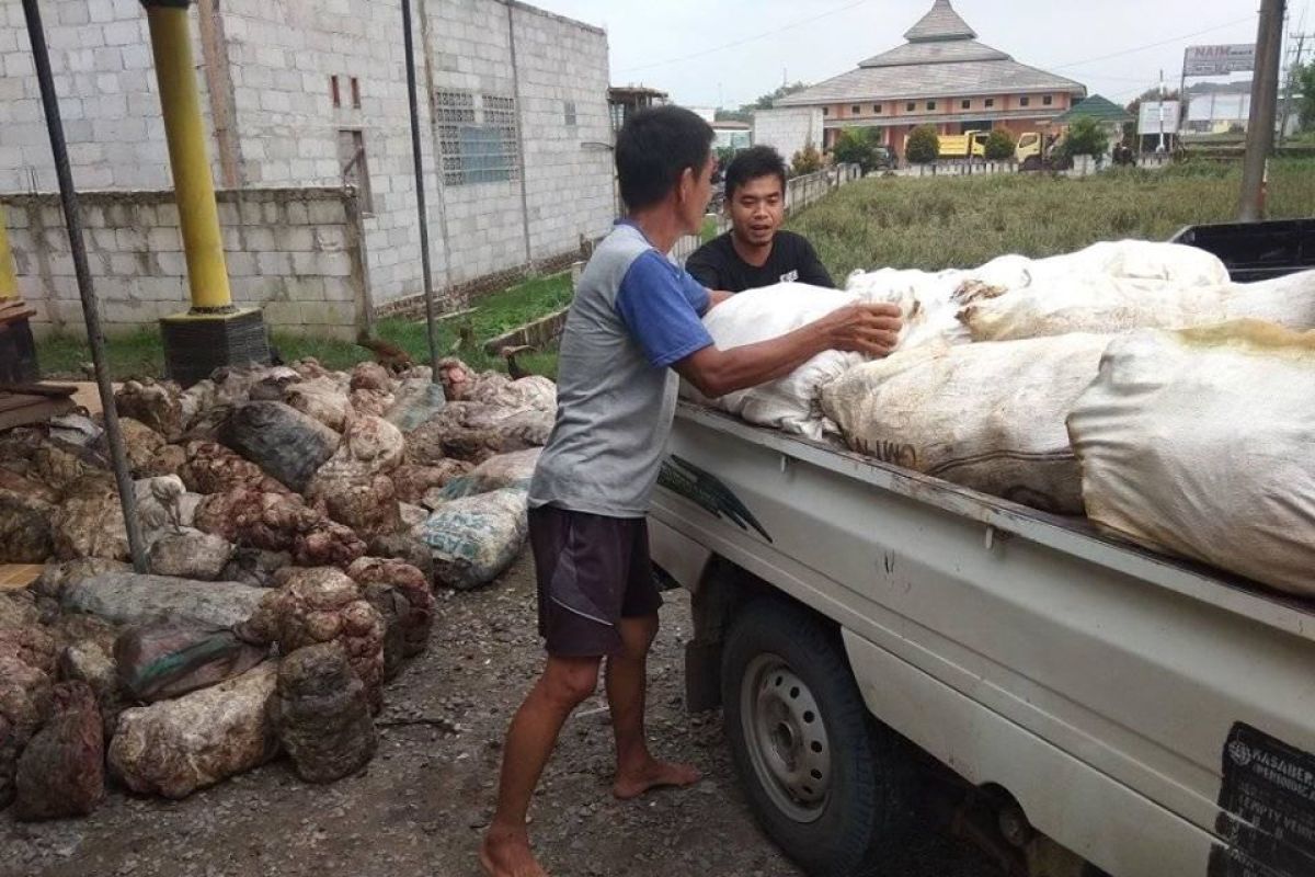 Pengepul dan petani di Lebak mengeluh anjloknya harga karet