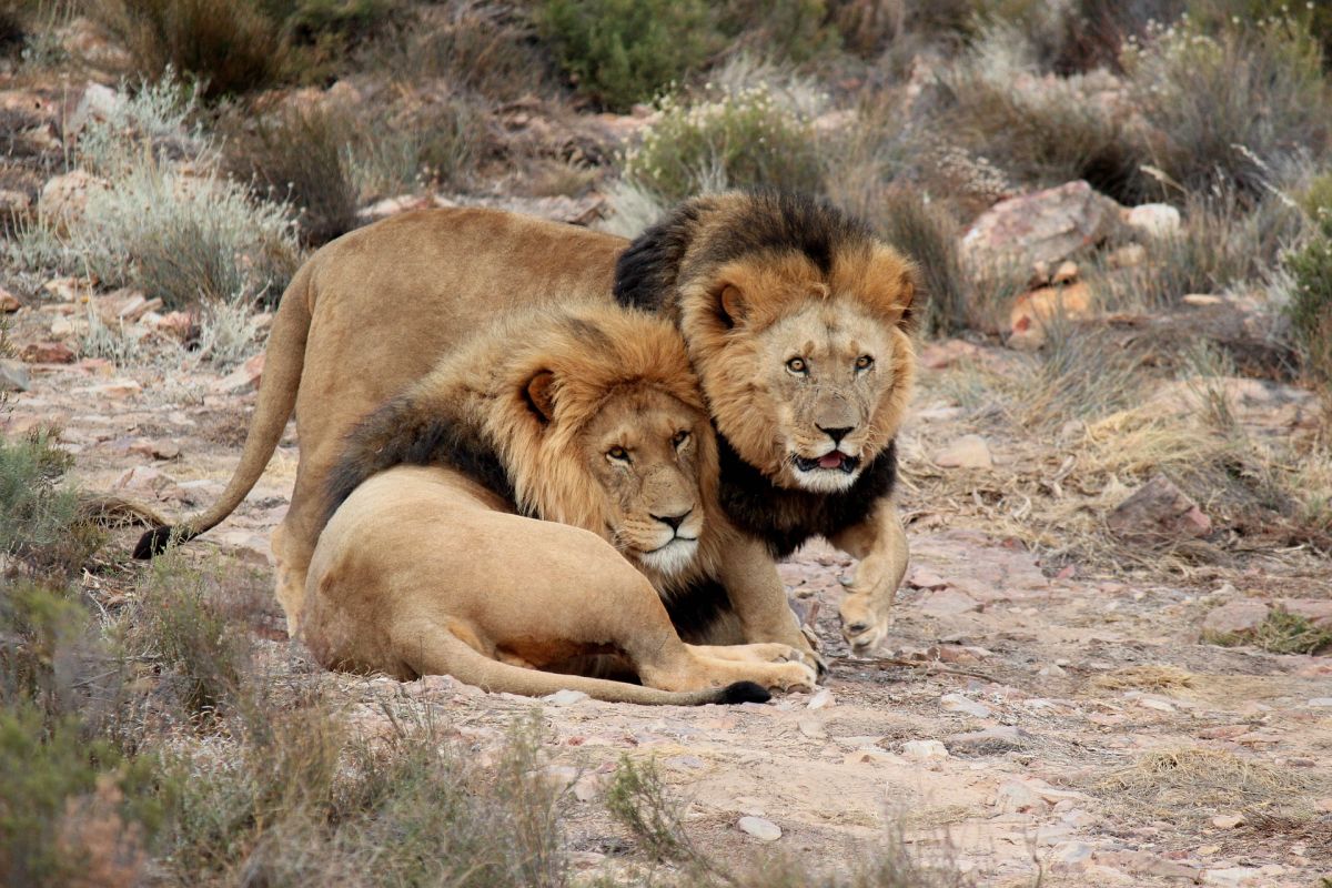 Tujuh singa kabur dari taman safari di Afrika Selatan