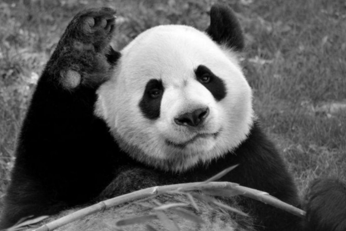 Panda di Kanada dikembalikan ke China karena masalah pakan