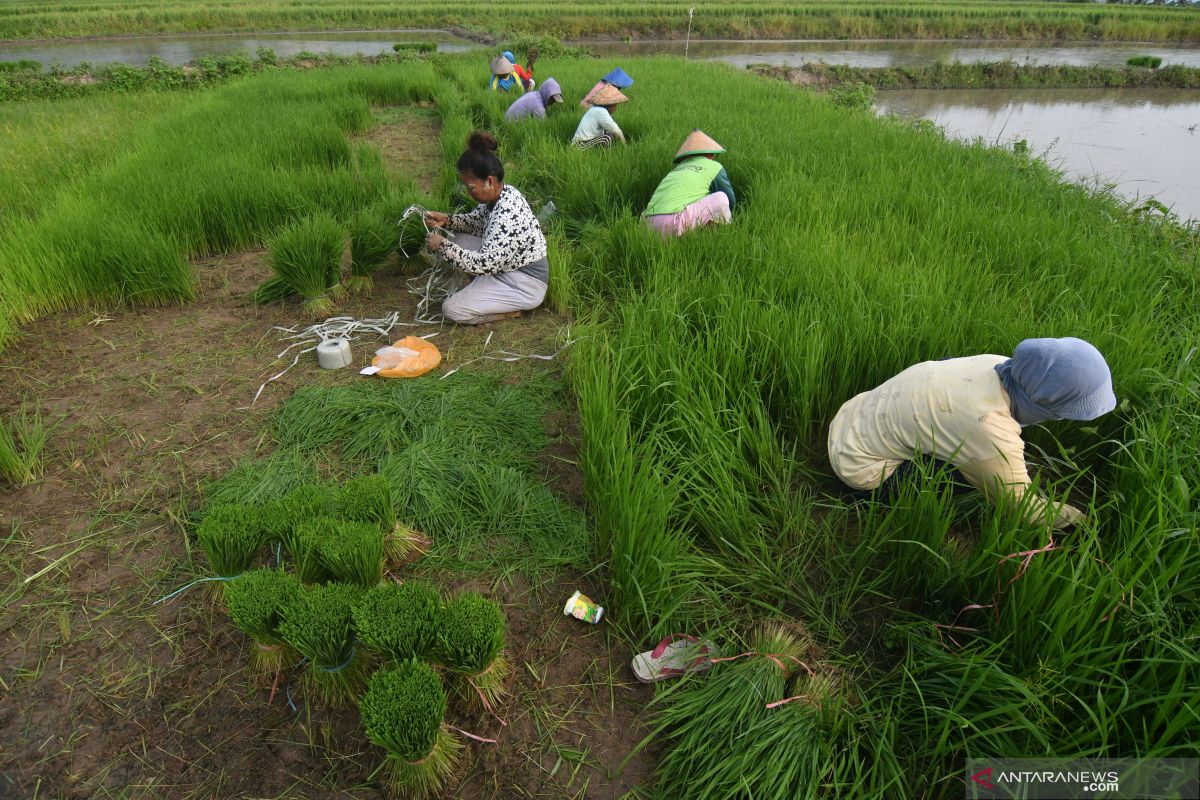 Pemerintah diharapkan pantau stok di daerah defisit pangan