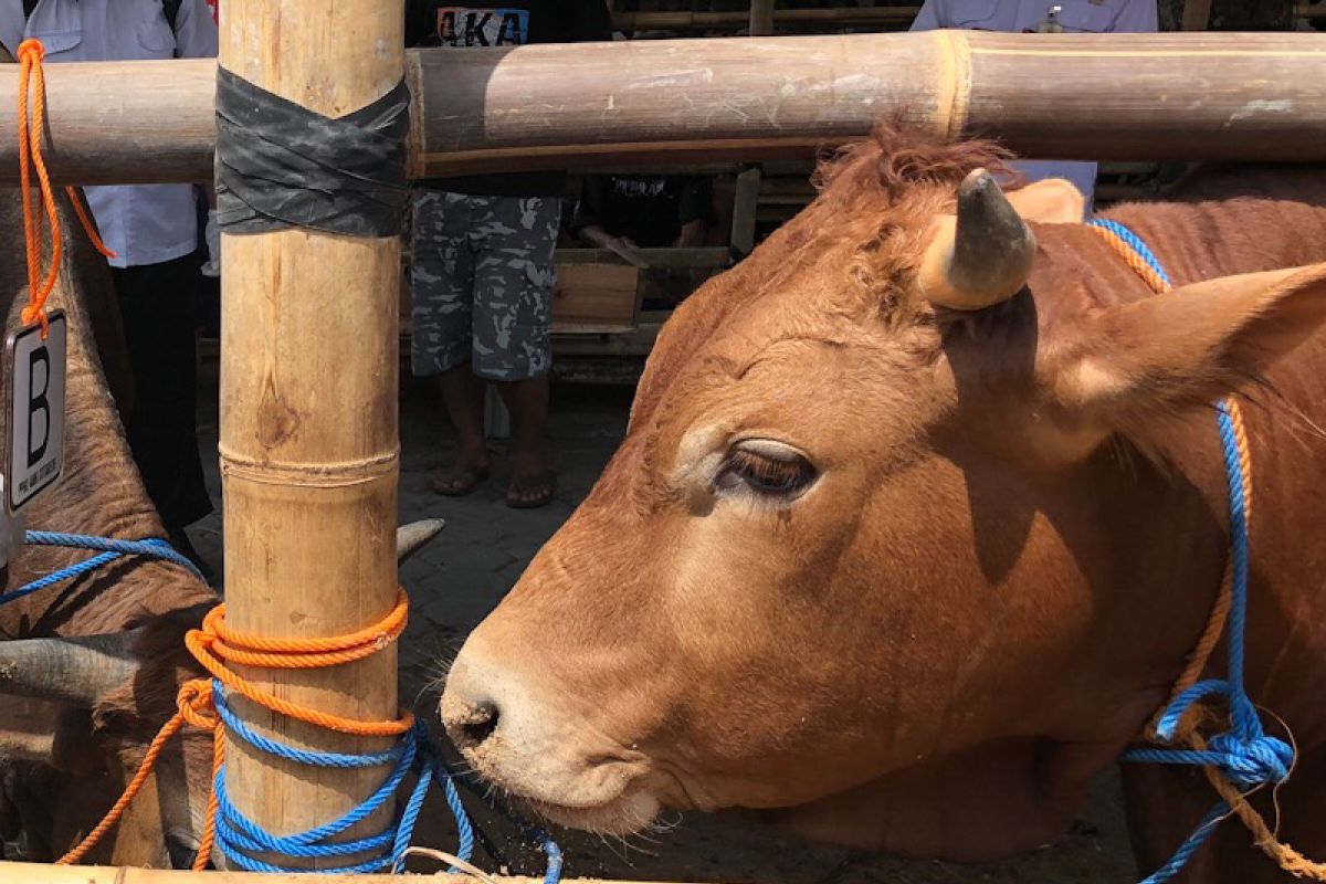 Pemotongan sapi di RPH Giwangan Yogyakarta berkurang selama pandemi COVID-19