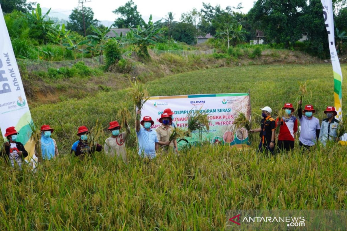 Petrokimia Gresik gelar panen padi jaga ketersediaan stok pangan