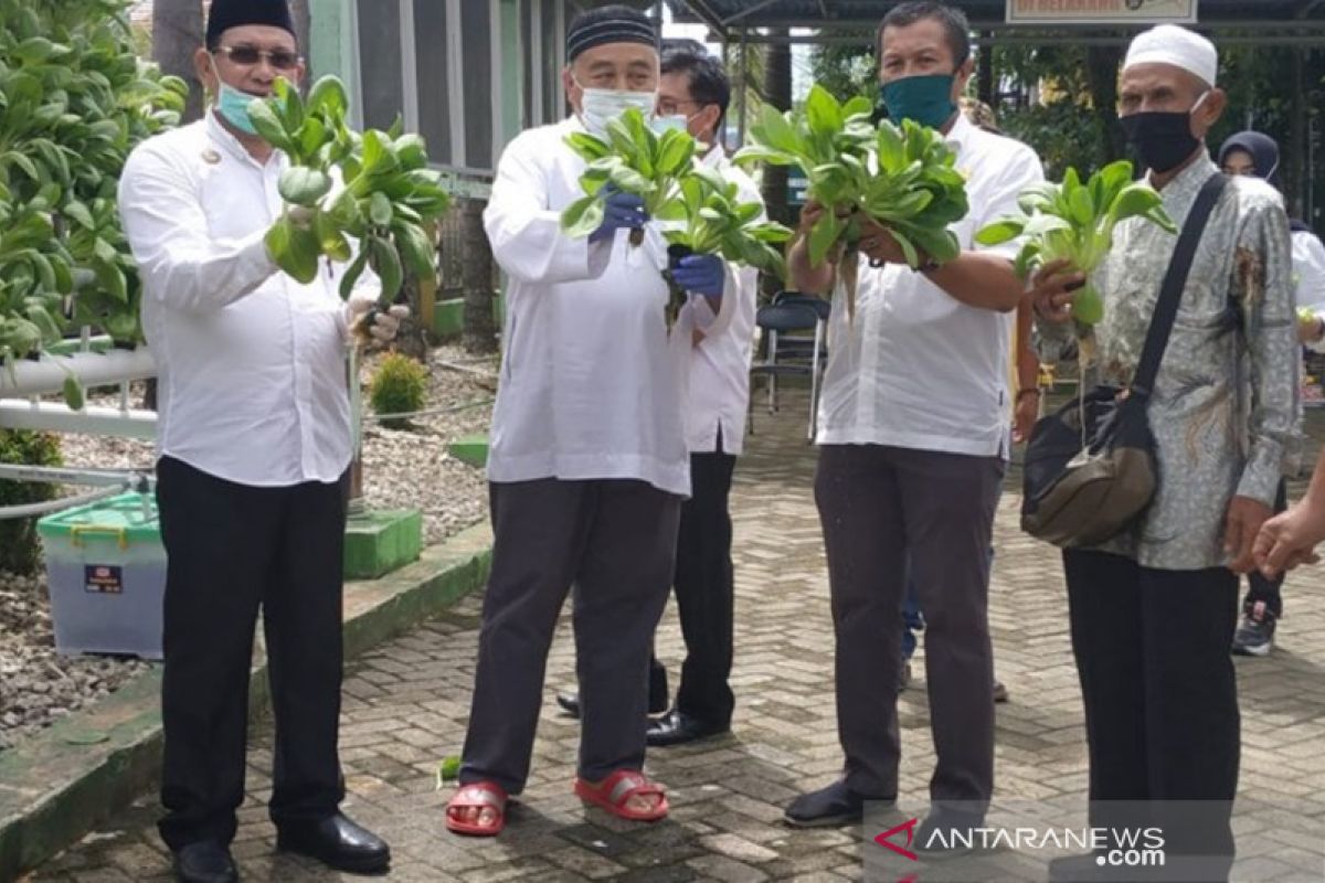 Kotabaru mulai mengembangkan tanaman sayuran dengan hidroponik