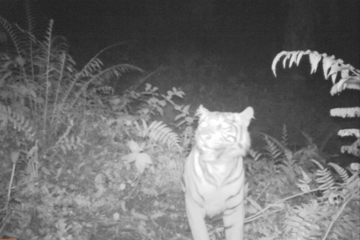 Harimau pemangsa lembu warga Batang Serangan Langkat dihalau ke hutan pakai petasan