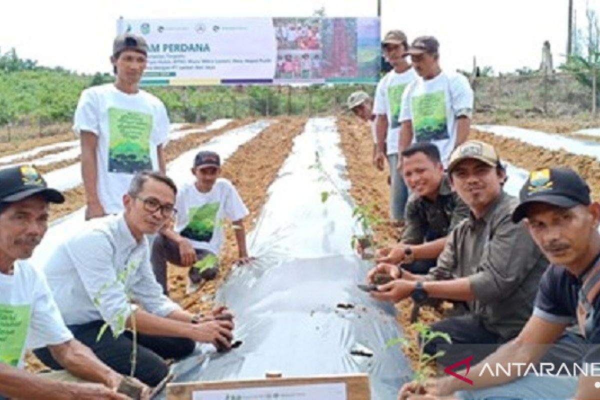 PT RLU beli karet petani di atas harga rata rata