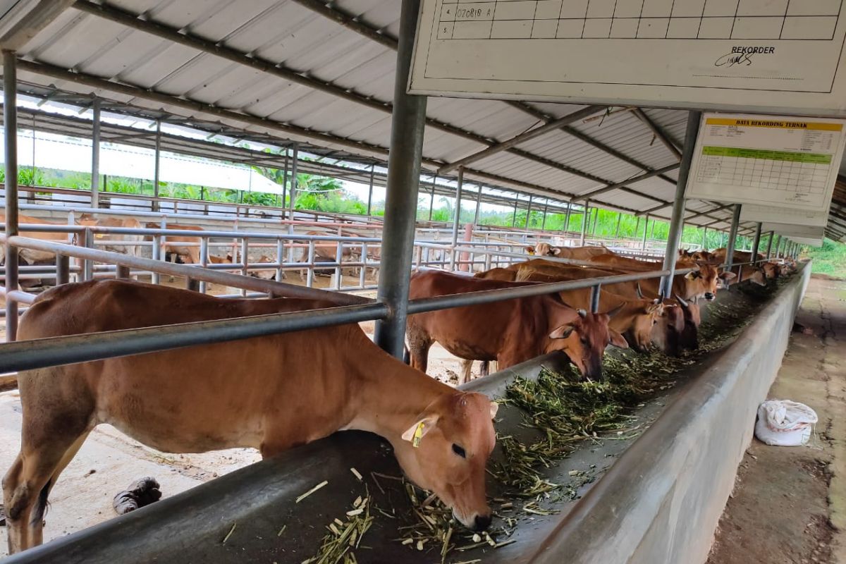 Penuhi kebutuhan daging, Kementan dorong pengembangan sapi pasundan