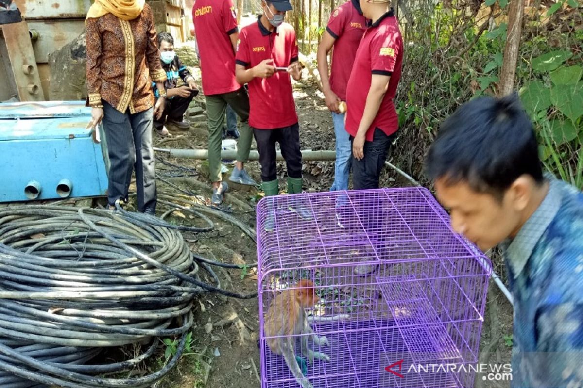 Penyelamatan Bekantan oleh Petugas PLN dan Anggota Polres Balangan