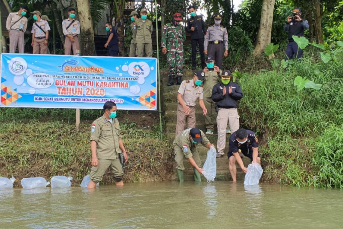 10.000 benih ikan baung ditebar Sungai Sekayam perbatasan RI-Malaysia