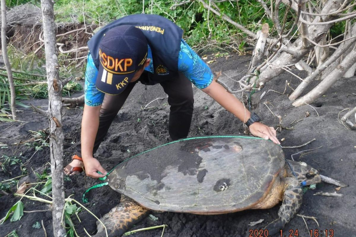 Selama pandemi COVID-19, KKP selamatkan sembilan spesies yang dilindungi