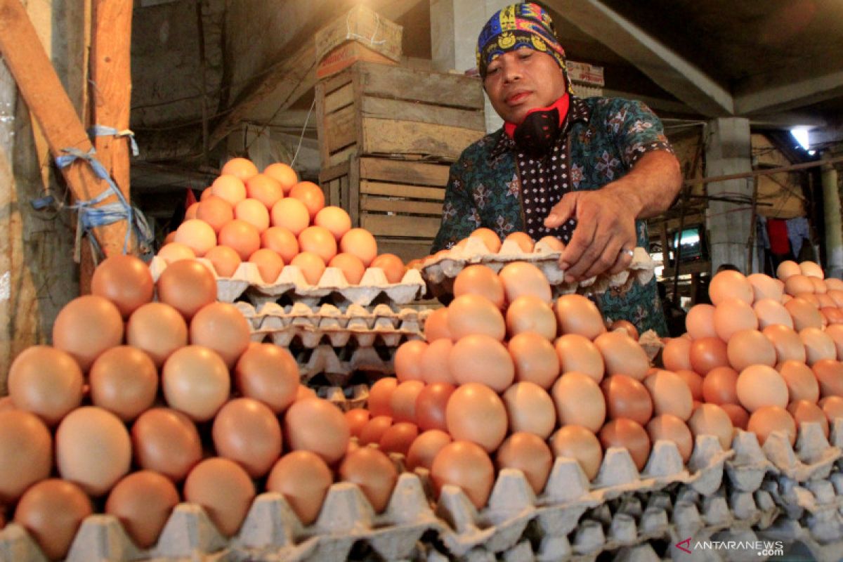 Telur ayam di Kupang kembali normal akibat permintaan kurang