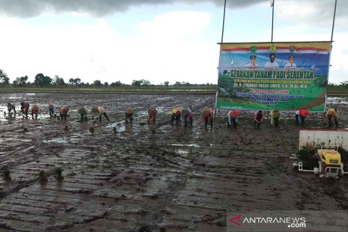 Antisipasi krisis pangan, Kementan genjot percepatan tanam padi