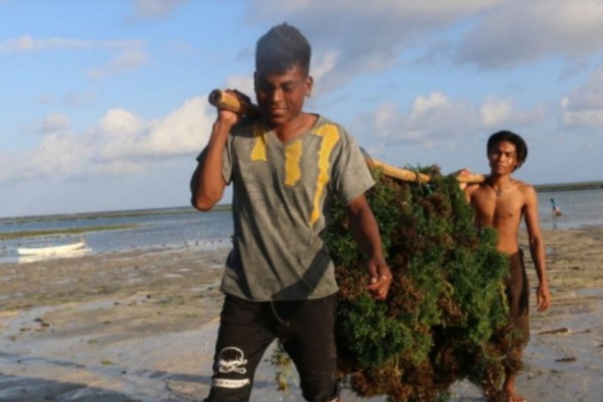 Sumba Timur dorong petani terus budidayakan rumput laut