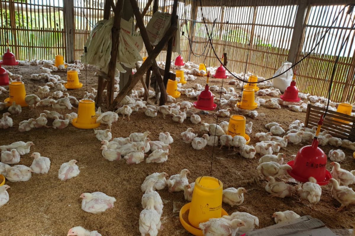 Jelang Lebaran, Kementan catat harga ayam hidup membaik