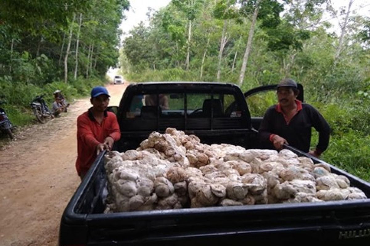 Dinas Perkebunan Kaltim bantu tingkatkan mutu karet dua kelompok tani