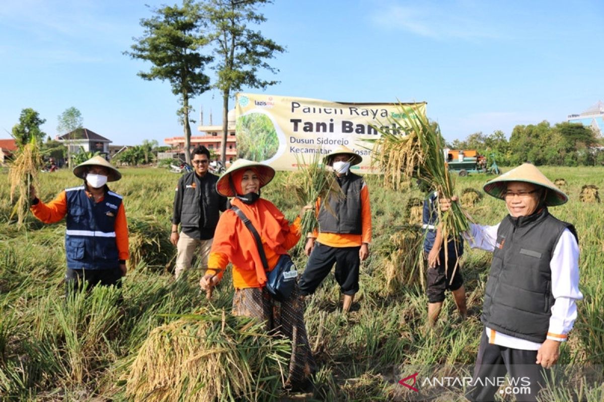 Lazismu Surakarta serap gabah untuk jaga ketahanan pangan