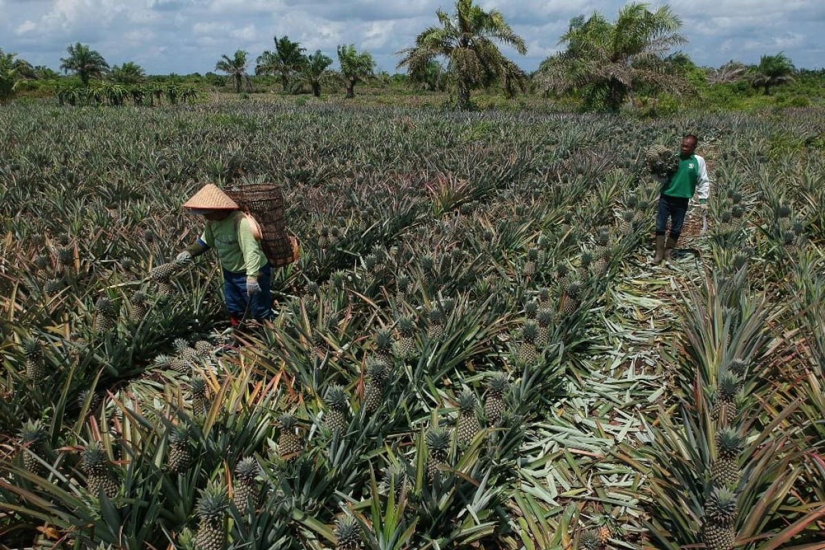 Petani nanas Siak kebanjiran pesanan saat pandemi