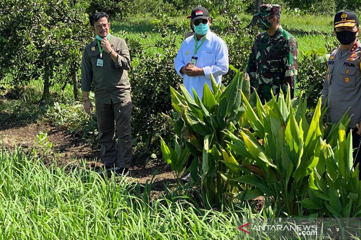 Mentan tinjau lokasi di Kalsel untuk pengoptimalan lahan rawa