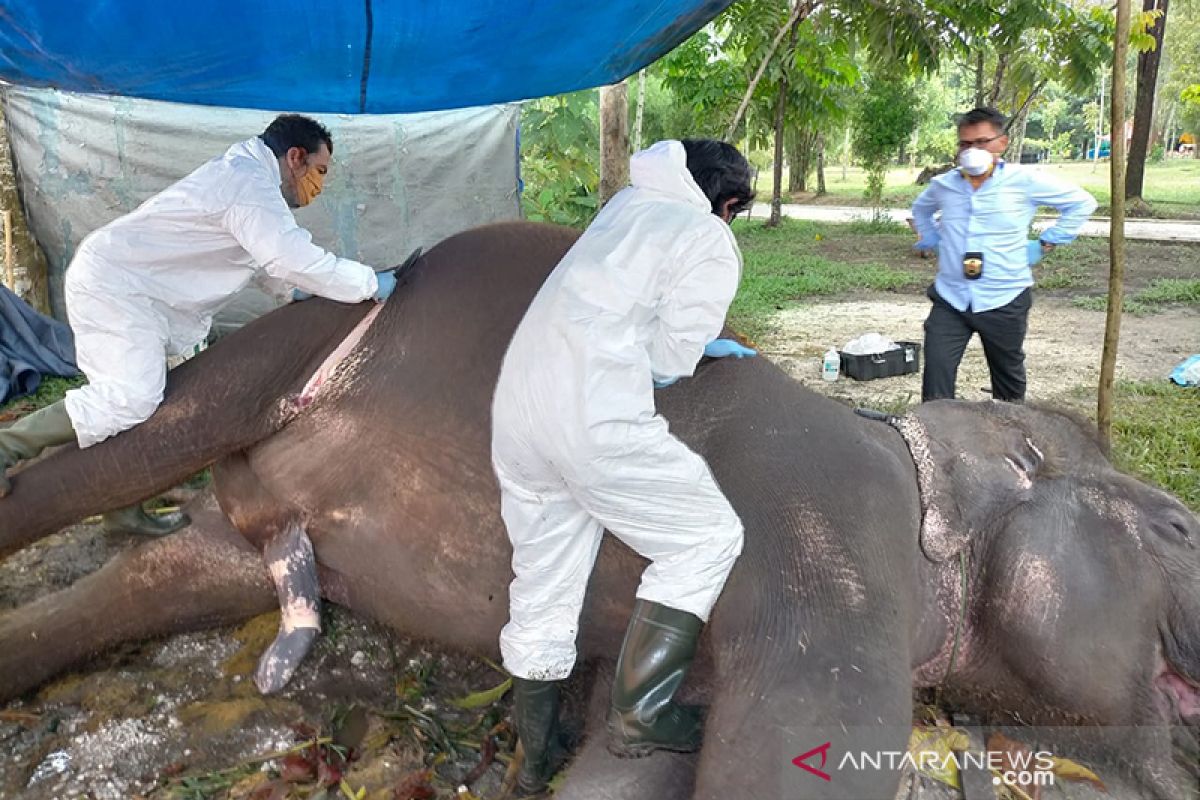 Penyebab kematian gajah di Bonbin Kasang Kulim karena infeksi pencernaan, bukan kelaparan