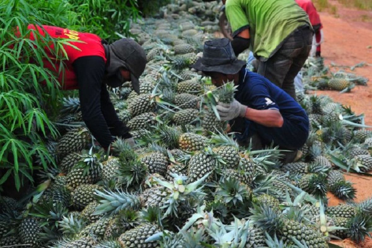 Panen buah nanas di Tangkit Baru