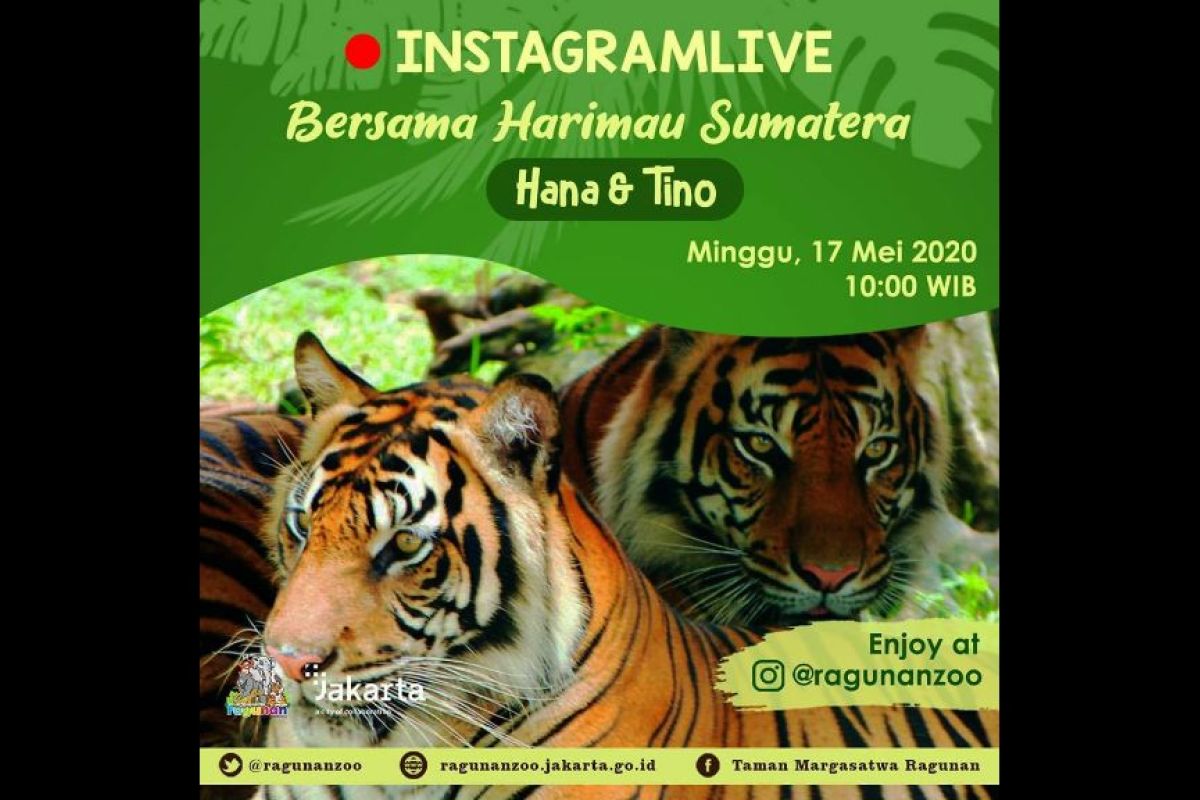 Minggu ini Ragunan Jakarta kembali suguhkan wisata virtual lewat medsos Instagramlive