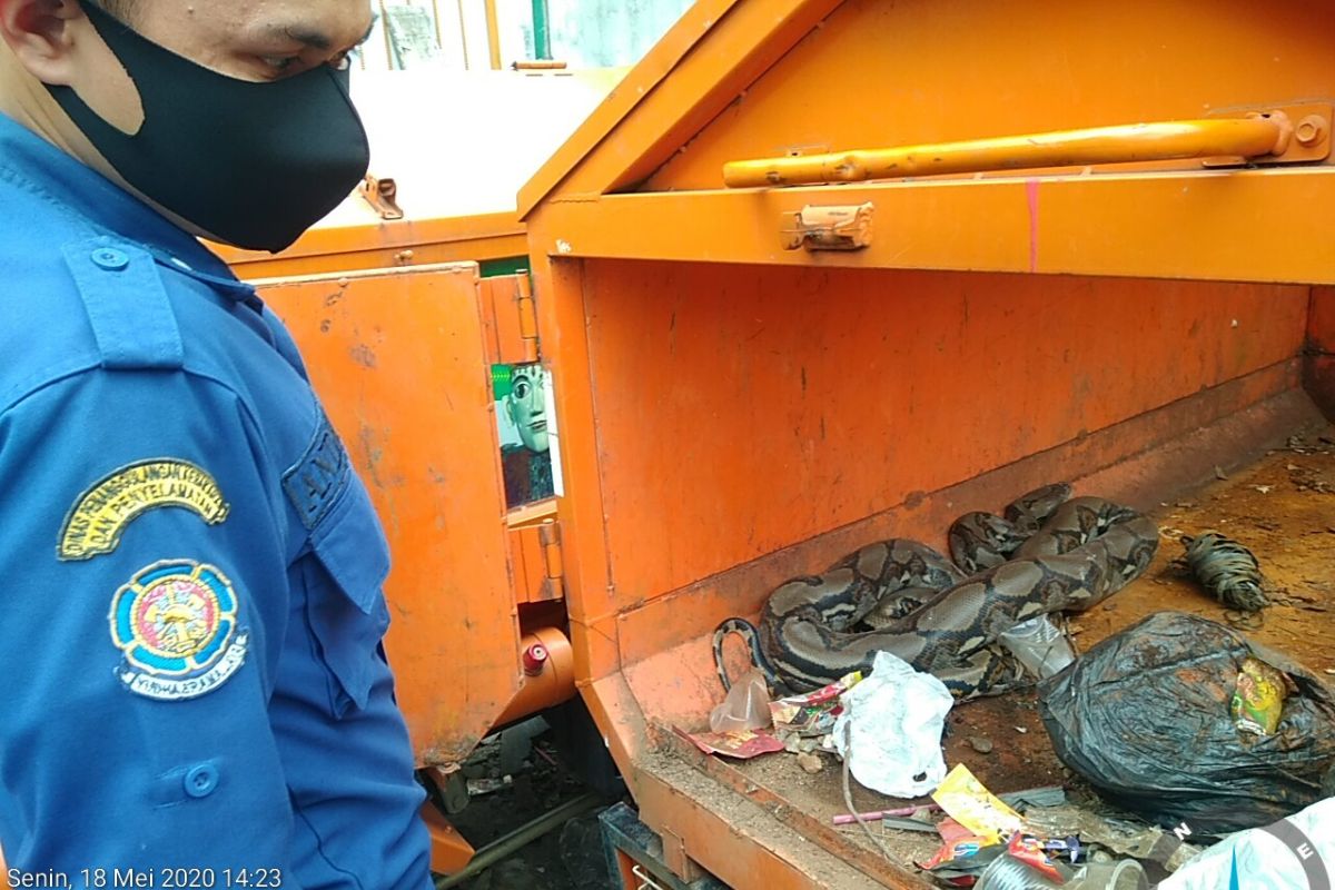 Ular sanca sepanjang tiga meter ditemukan dalam gerobak motor