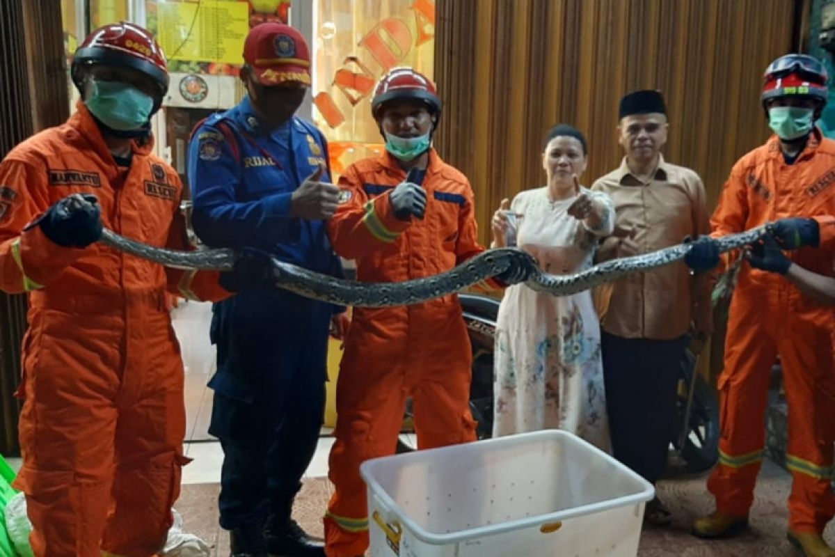 Ular sanca sepanjang 3,5 meter dievakuasi dari dapur rumah makan Padang