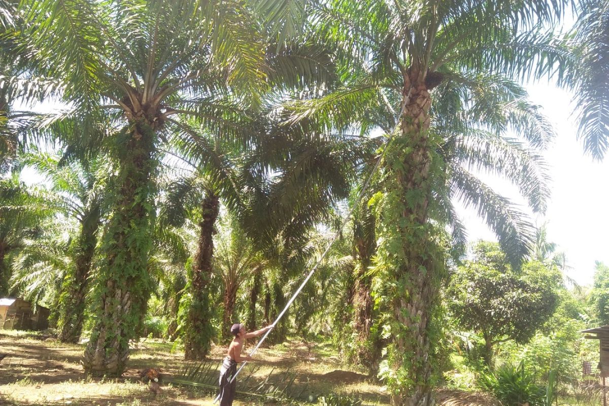 Tiga kelompok tani Mukomuko belum laksanakan peremajaan sawit