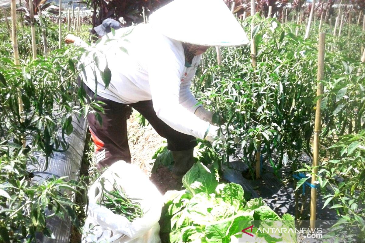 Petani cabai Rejang Lebong keluhkan rendahnya harga jual