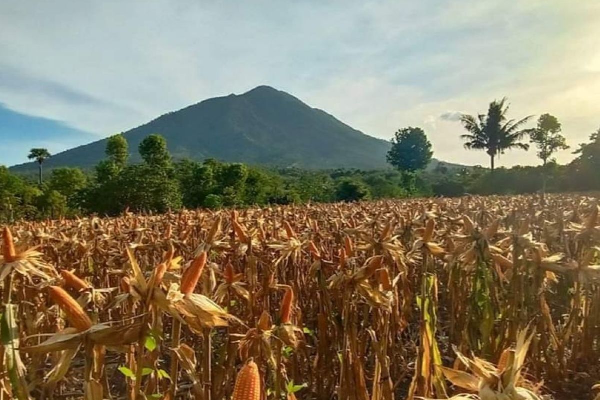 NTT alokasikan anggaran Rp25 miliar kembangkan jagung 10.000 hektare