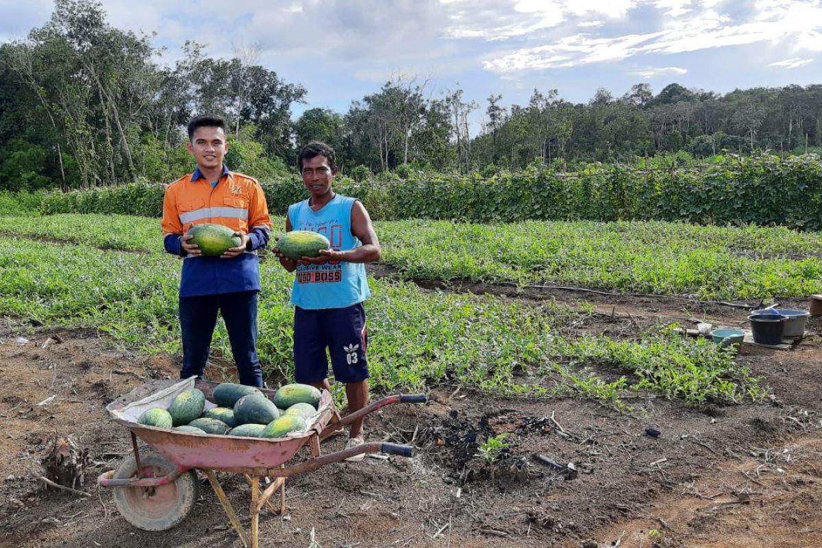 PT CMI bantu kelompok tani dan peternak di tengah pandemi corona