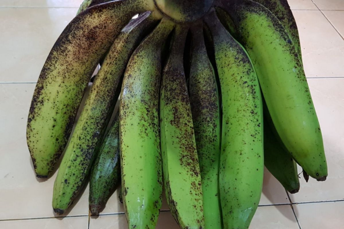 Kandungan pro-vitamin A pisang lokal lebih tinggi dari pisang impor