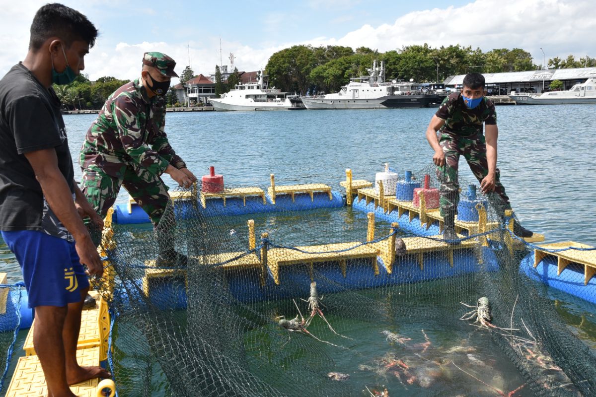 Lantamal VI budi daya lobster dan ikan laut dukung ketahanan pangan