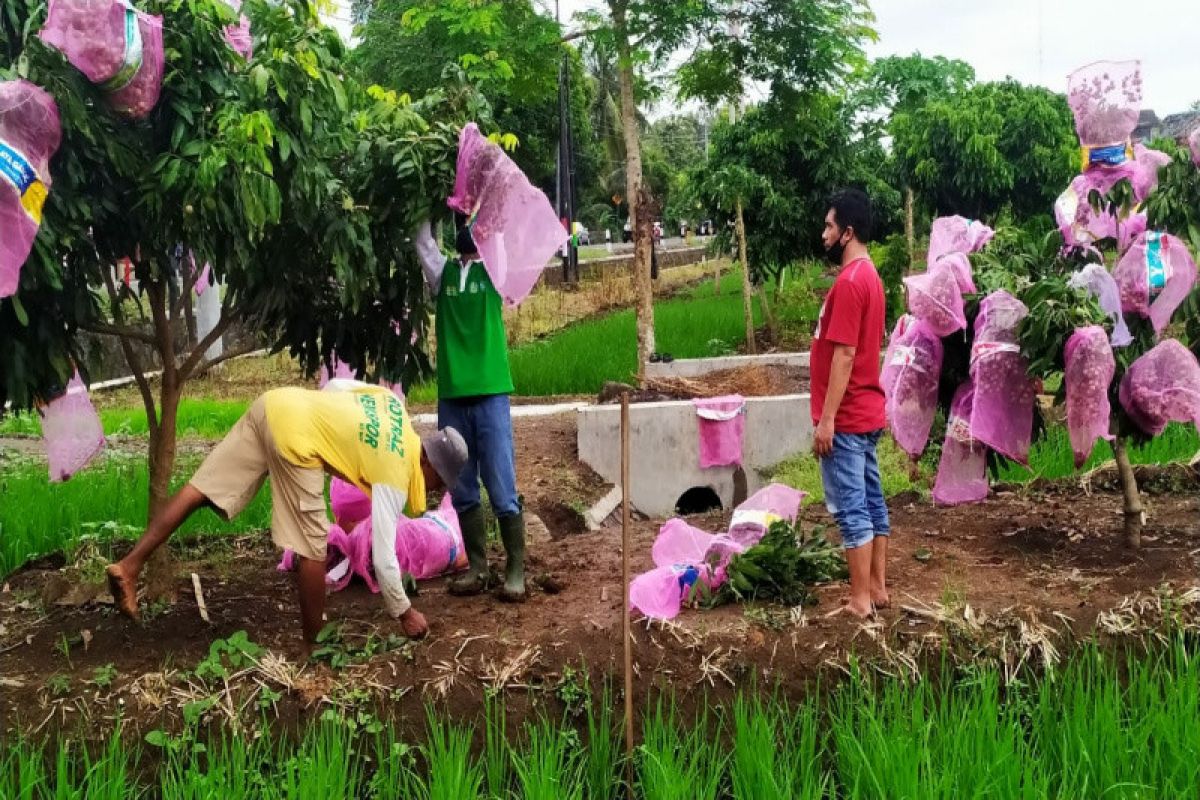 Petani Kulon Progo kembangkan tanaman klengkeng sistem surjan