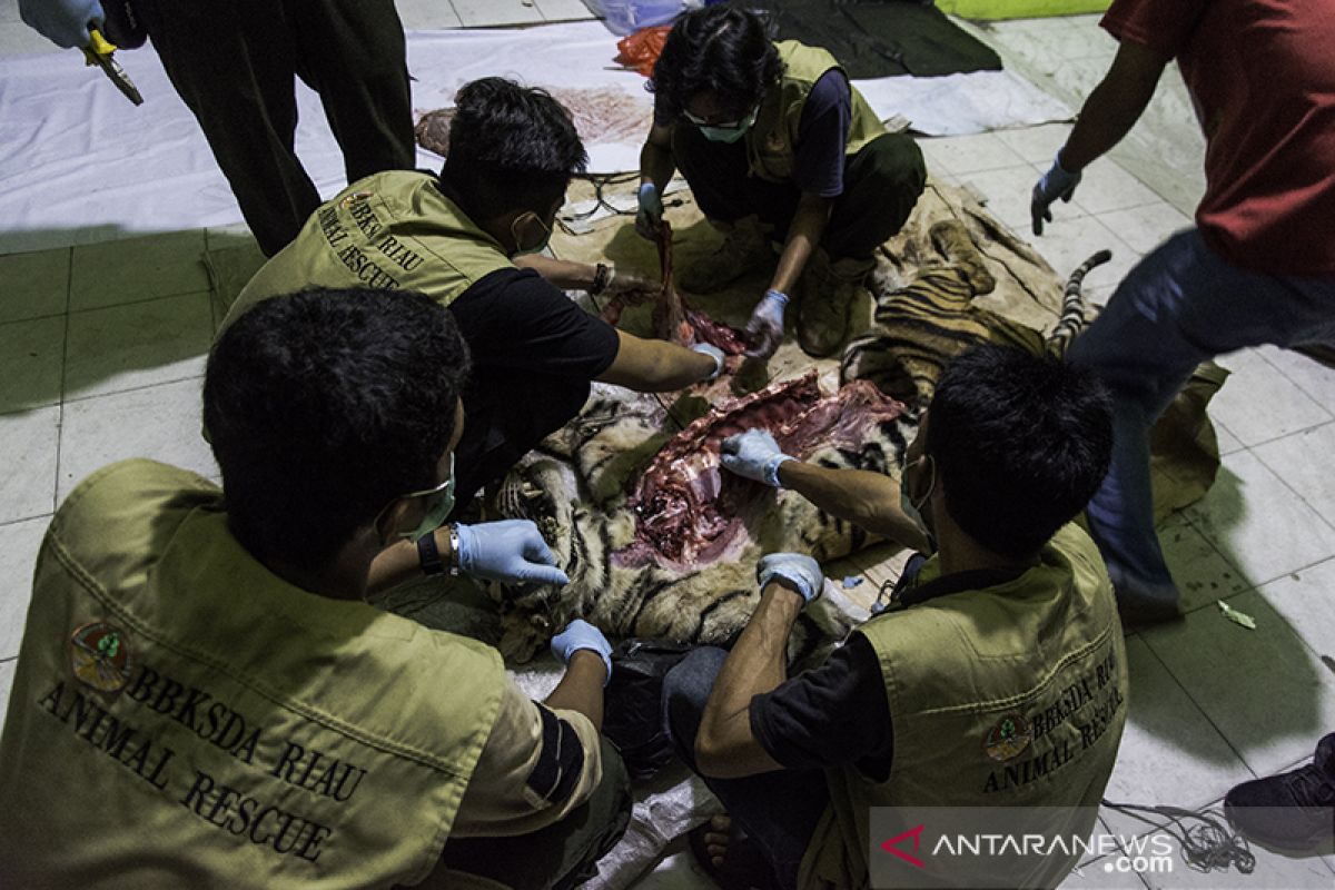 H-5 sebelum Lebaran, harimau sumatera di Riau mati dijerat pemburu