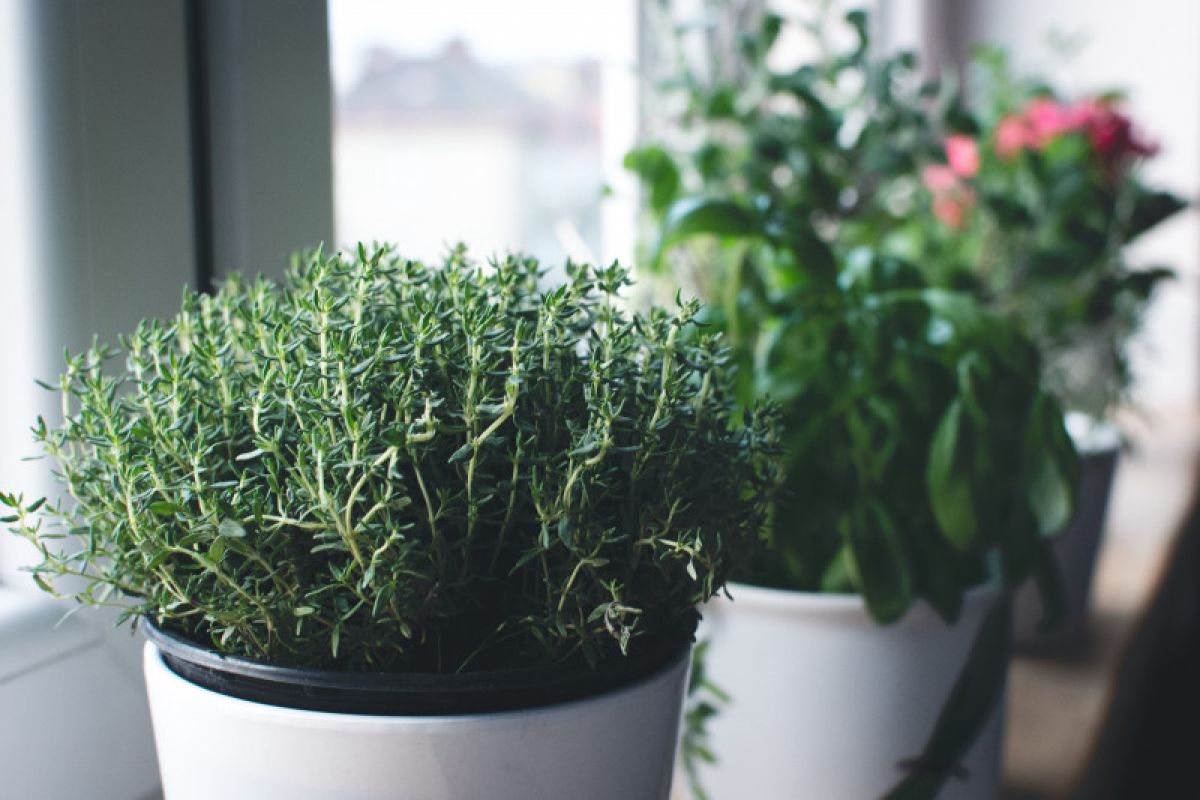 Tips hiasi rumah dengan tanaman rempah