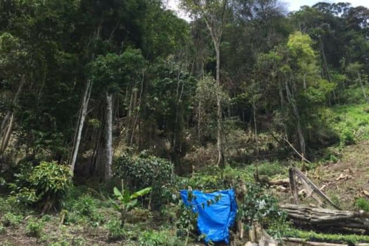 Polres Aceh Tengah tangkap pelaku penebangan hutan Gunung Gerunte