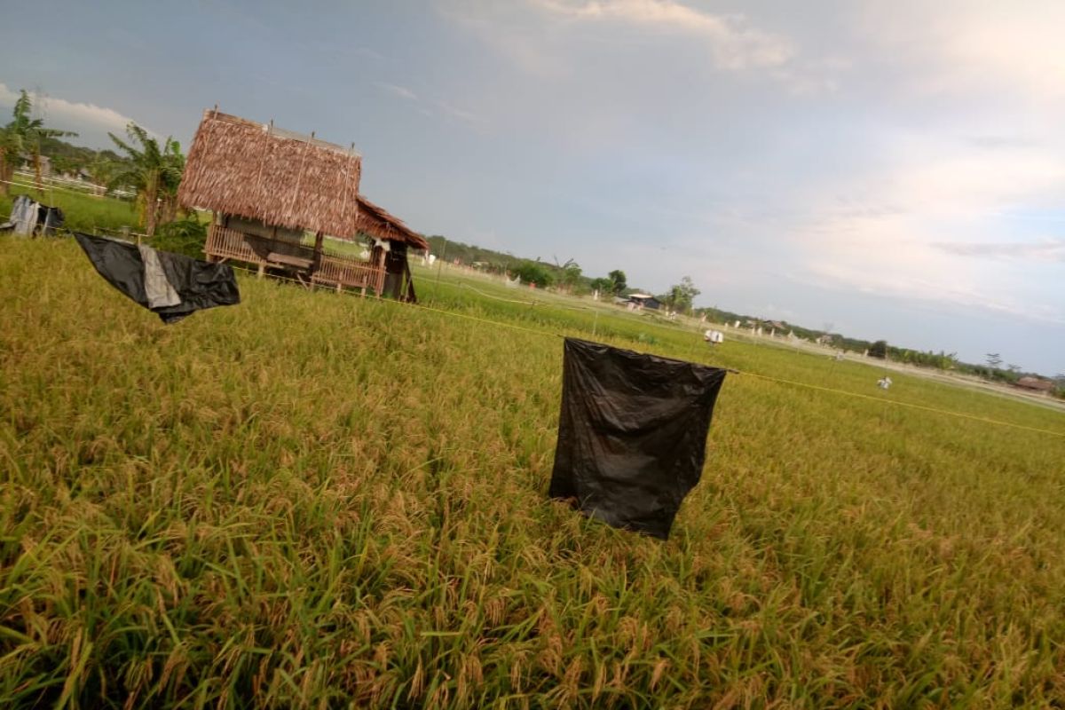 Produksi beras petani Namang Bangka Tengah mencapai 185,5 Ton