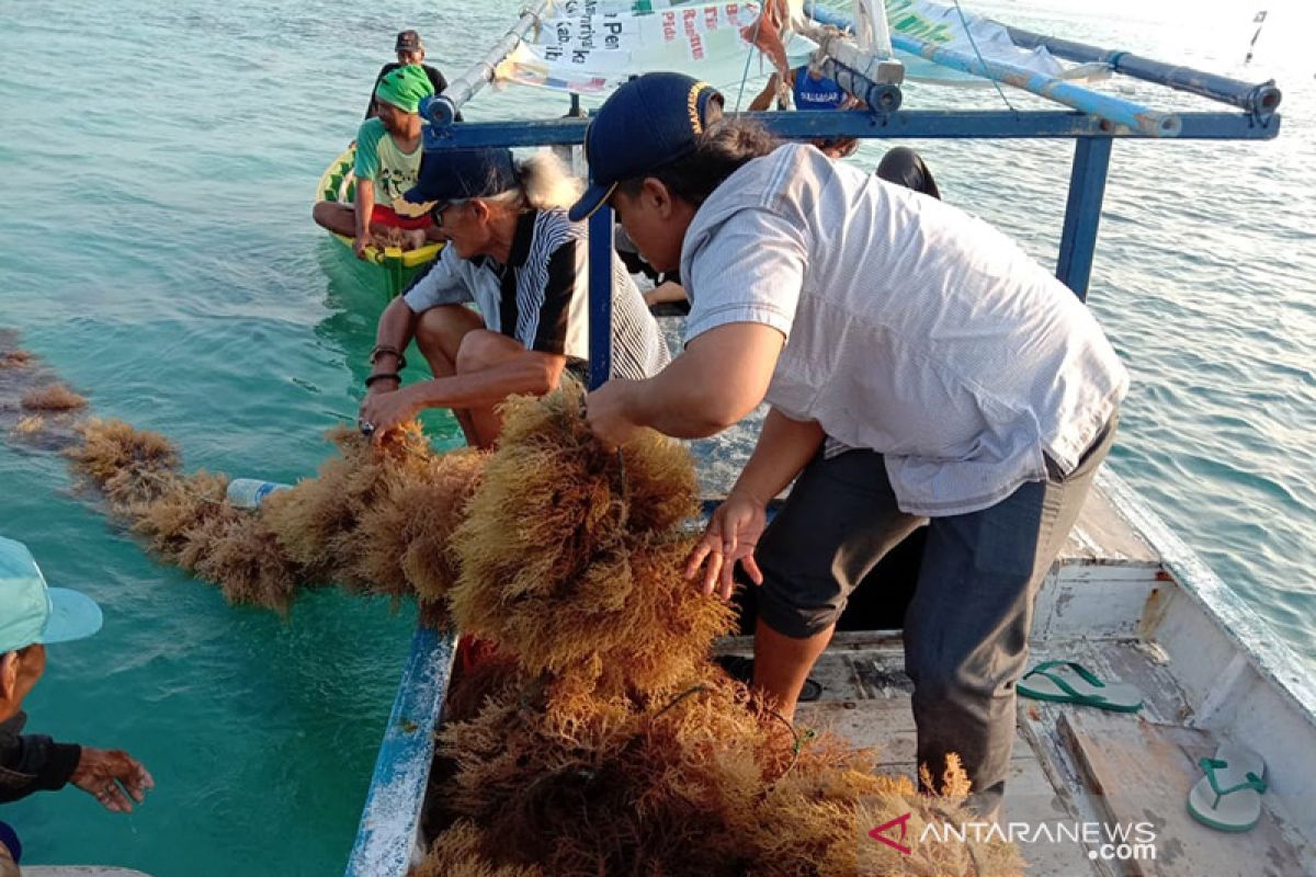 Asosiasi harap normal baru bisa tingkatkan produksi rumput laut