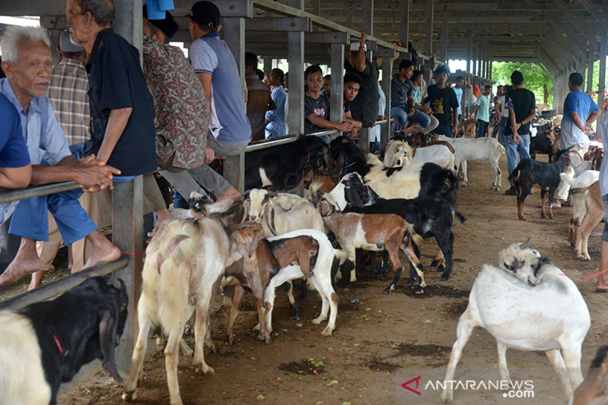 Pasar hewan jelang meugang lebaran