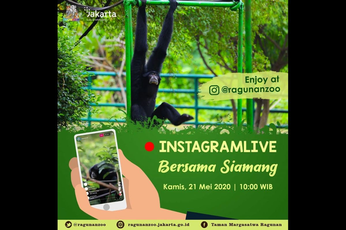 Ragunan gelar wisata virtual bersama Siamang Kamis ini pukul 10.00