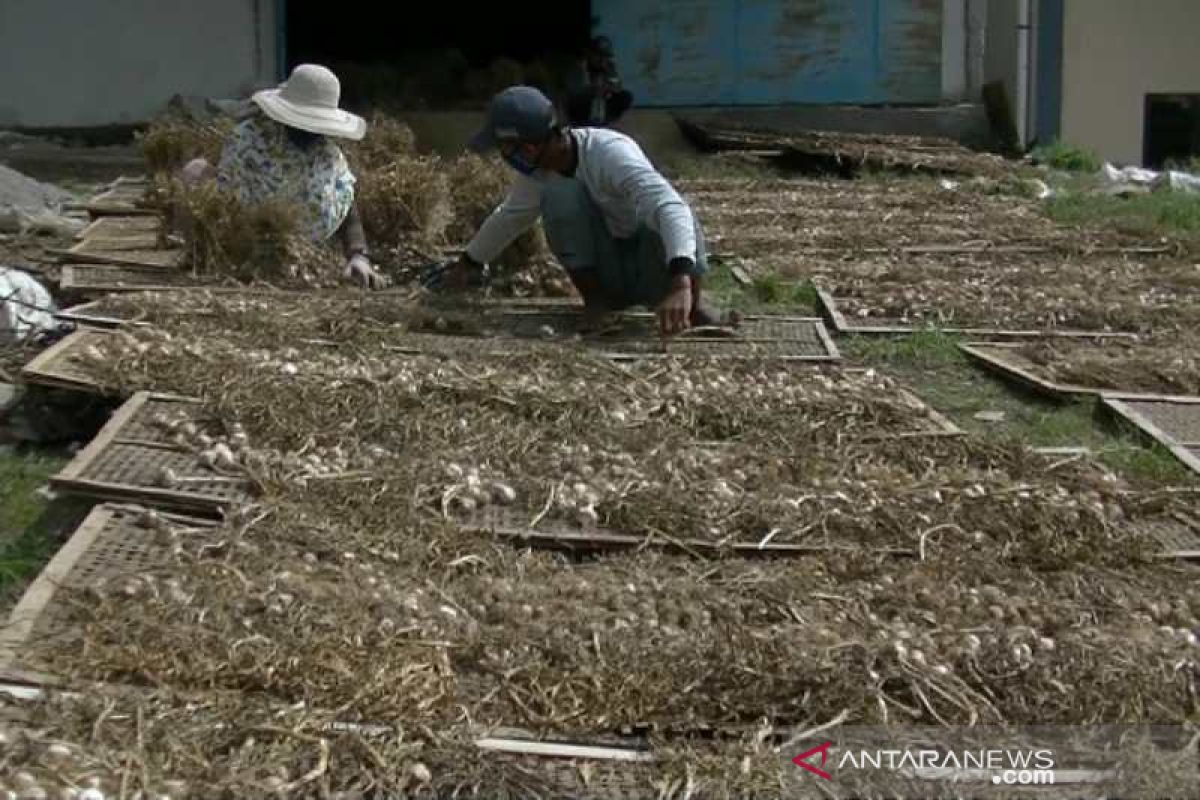 Pembelian bawang putih PNS Temanggung belum kurangi stok petani