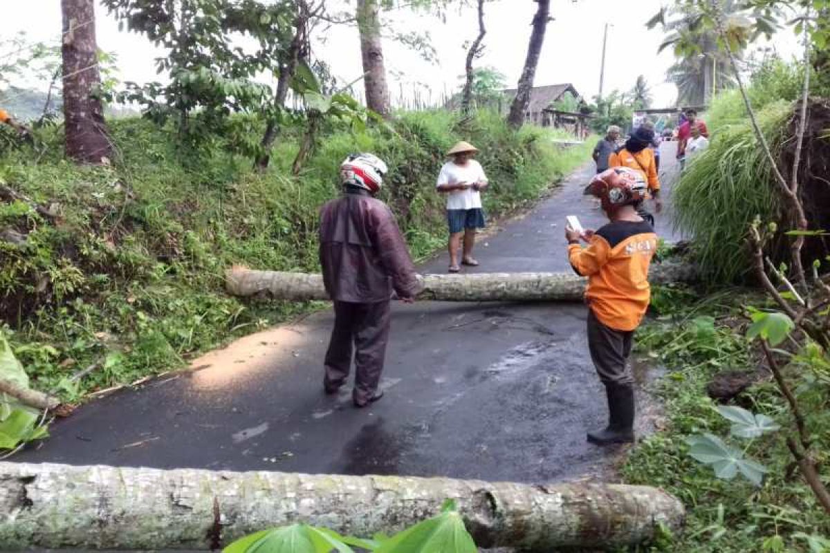 Sejumlah pohon di Magelang tumbang diterjang angin kencang