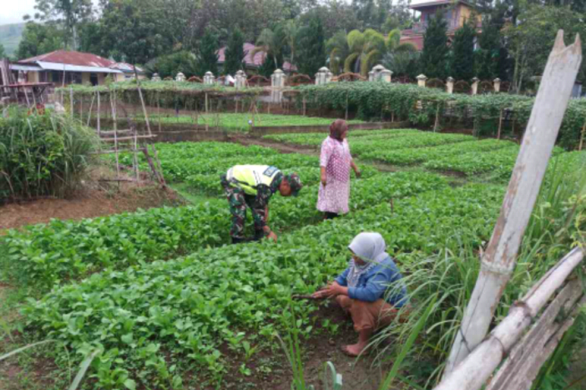 Babinsa Desa Ulu Air dampingi petani demi ketahanan pangan