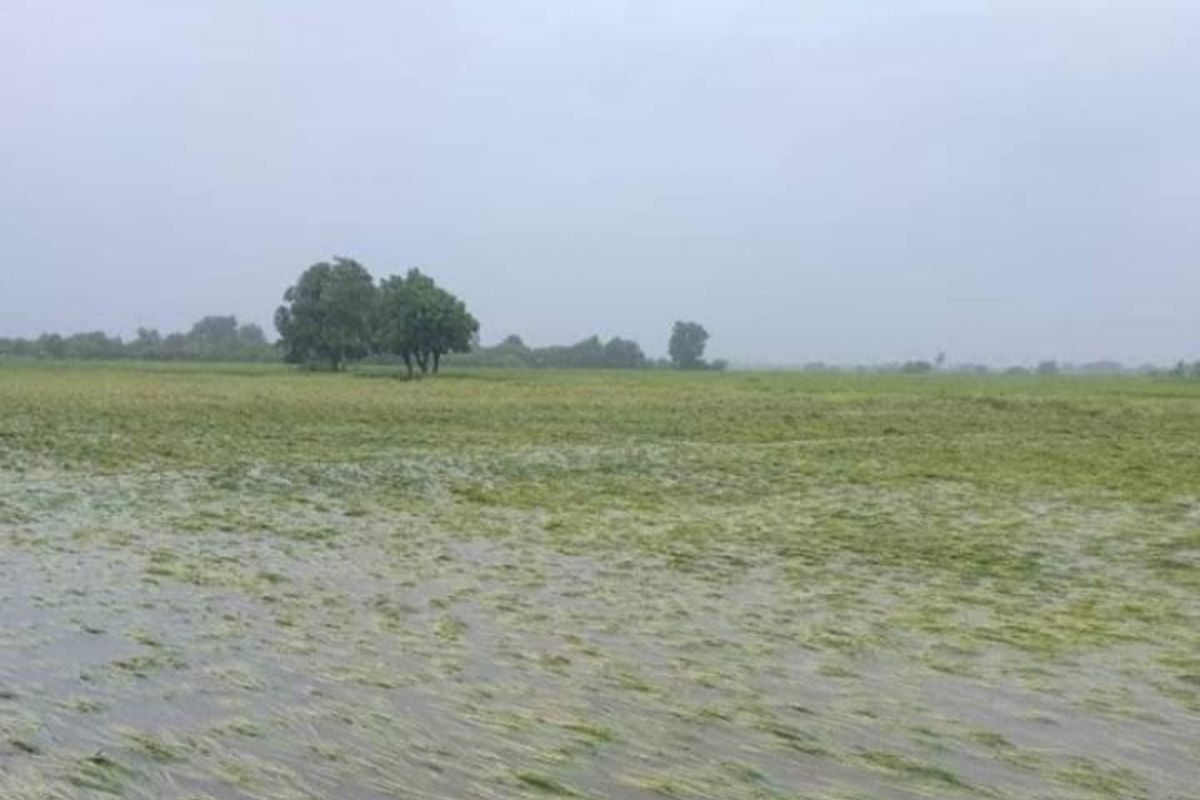 Puluhan ribu hektare lahan pertanian di Sumba Timur terendam banjir