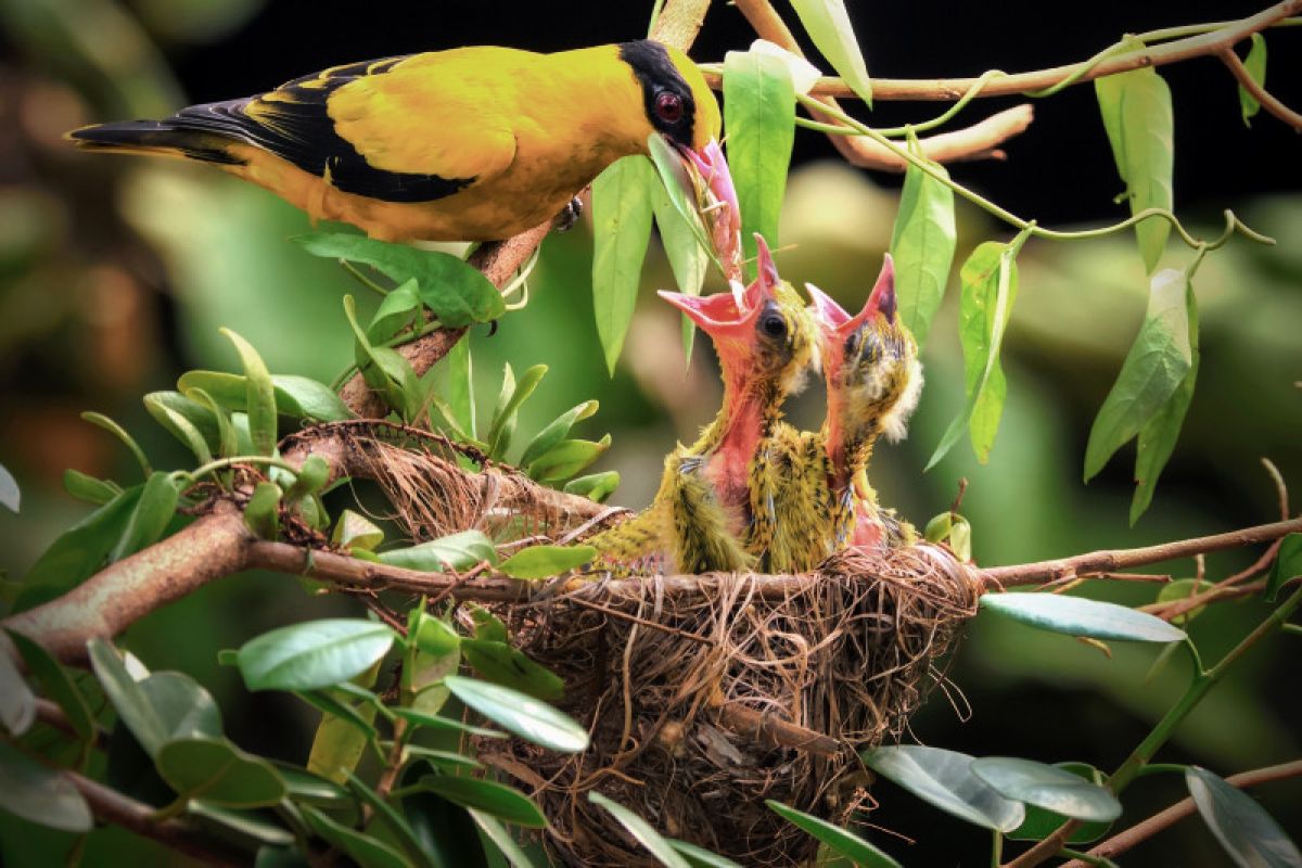 ASEAN Center for Biodiversity sebut perubahan transformatif keharusan