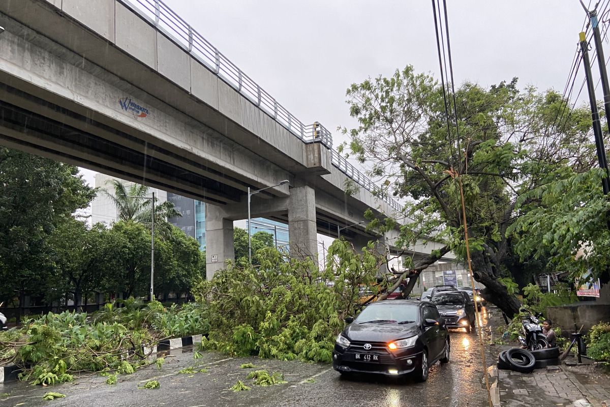 Pohon tumbang di Jalan Demang Lebar Daun Palembang sebabkan kemacetan